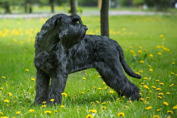 Самые гипоаллергенные собаки: 19 пород, которые не вызывают аллергии у человека
