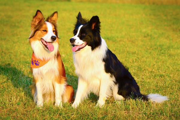 Самые гипоаллергенные собаки: 19 пород, которые не вызывают аллергии у человека