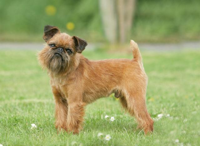 10 самых маленьких собак в мире — брюссельский гриффон