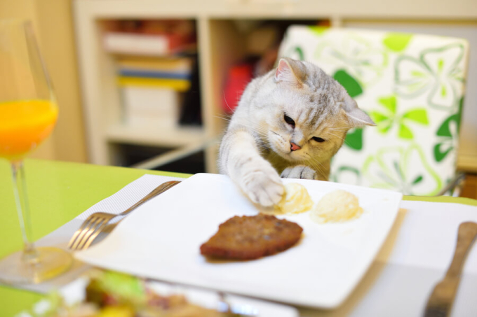 karmienie kota resztkami ze stołu