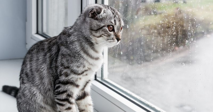 kot patrzy na deszcz