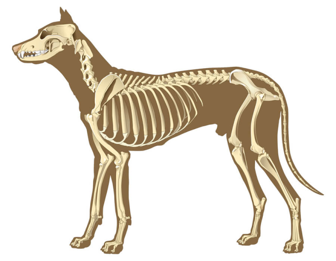 szkielet psa
