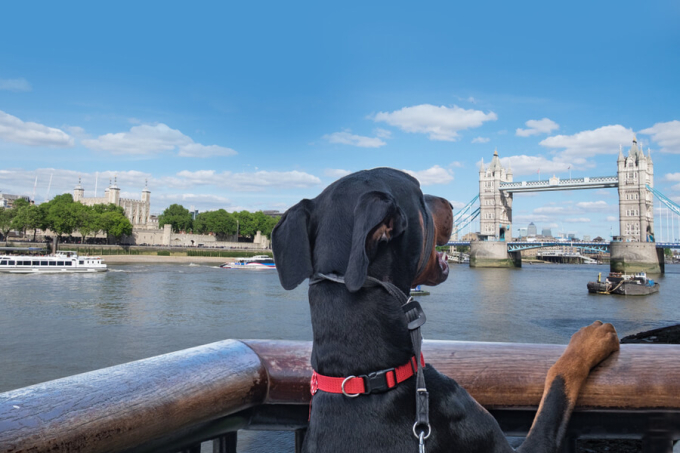 pies patrzy na london bridge