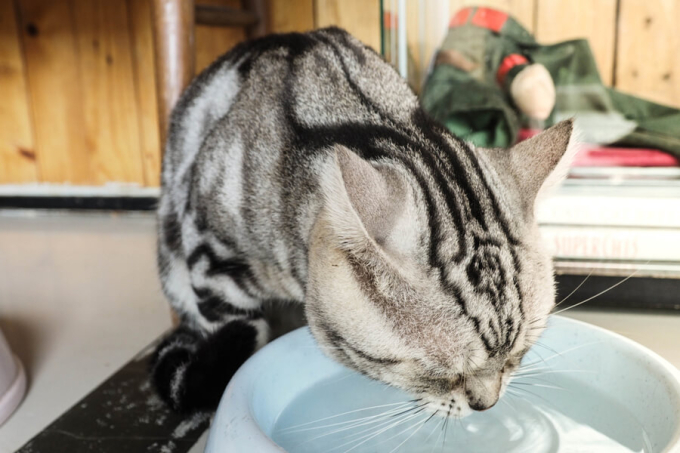 kot pije wodę z miski