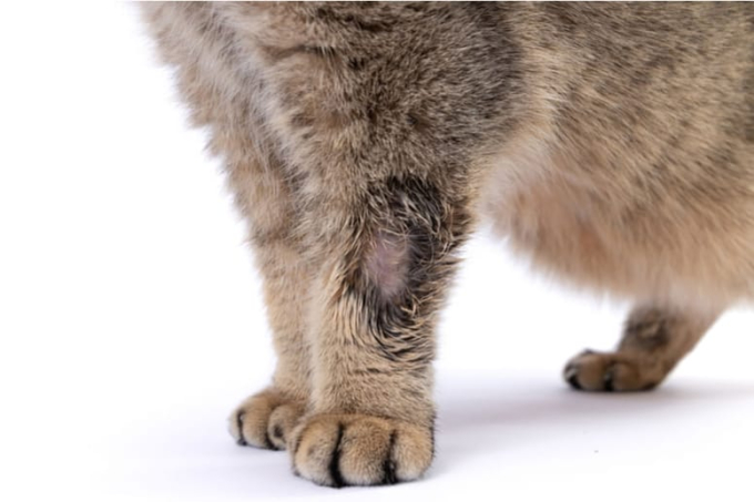 choroby skóry u kota