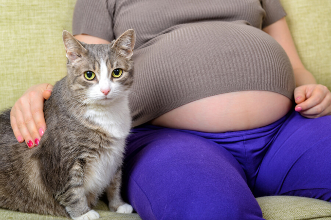 kotka i pani w ciąży