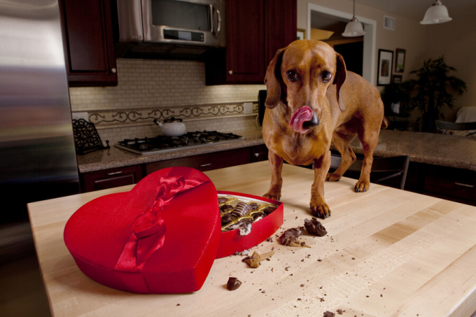 pies nie może jeść czekolady