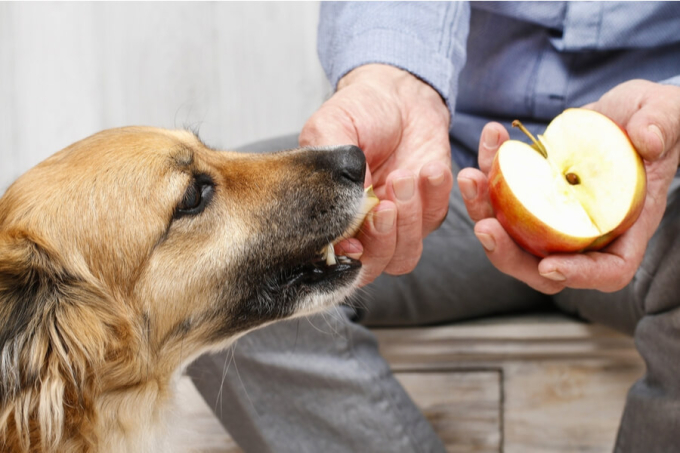 pies je jabłko
