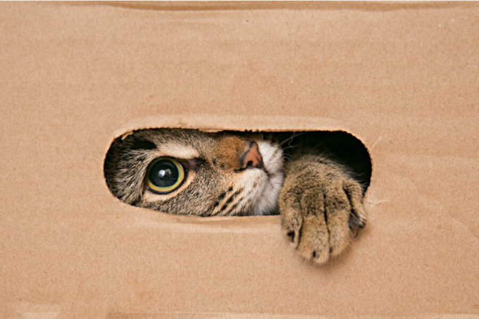 kot wygląda przez otwór w kartonie