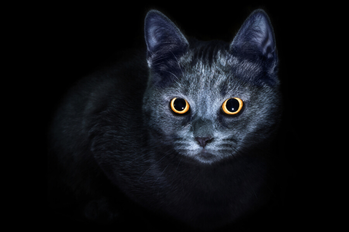 oczy kota nocą