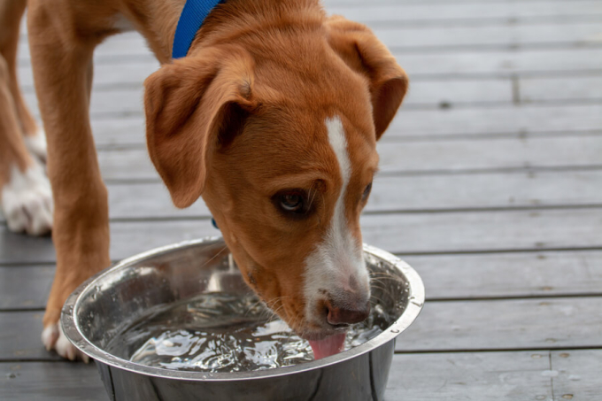 pies pije wodę