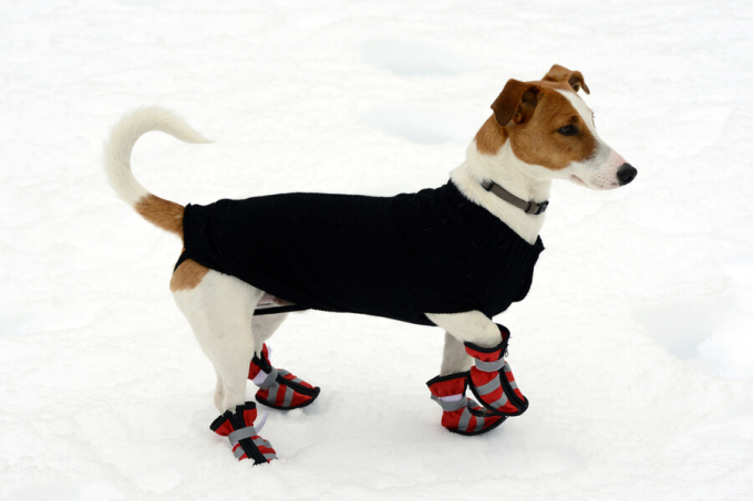 pies w butach mna śniegu