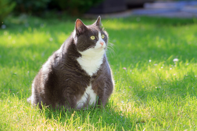 gruby kot na trawie