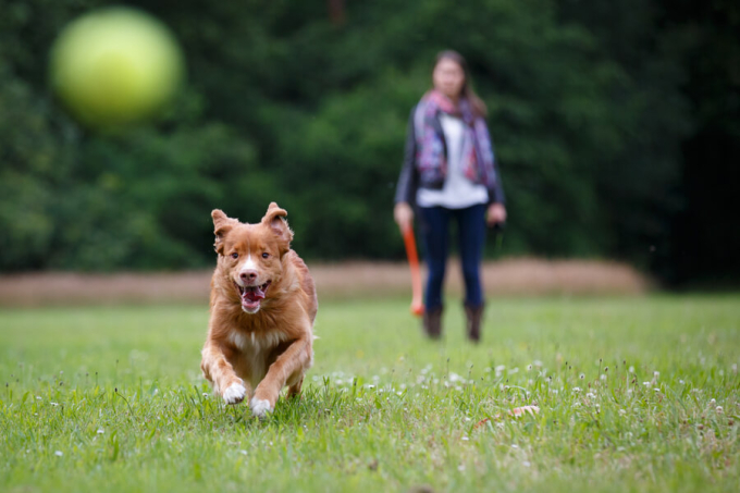 pies na spacerze lapie piłkę