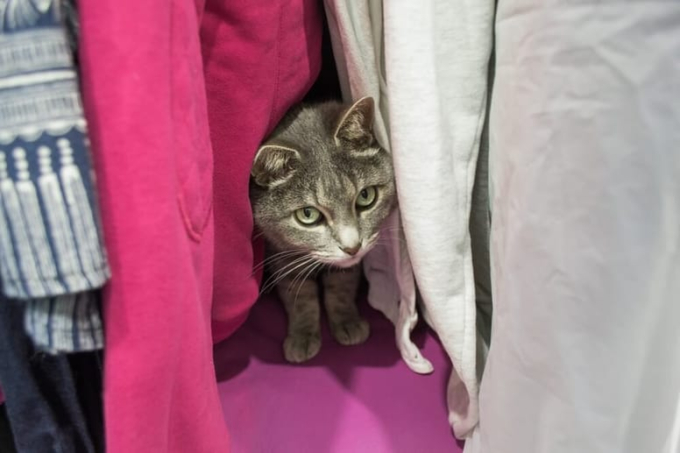 kot w szafie