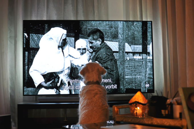 pies-przed-telewizorem