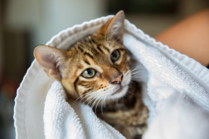 kot w ręczniku