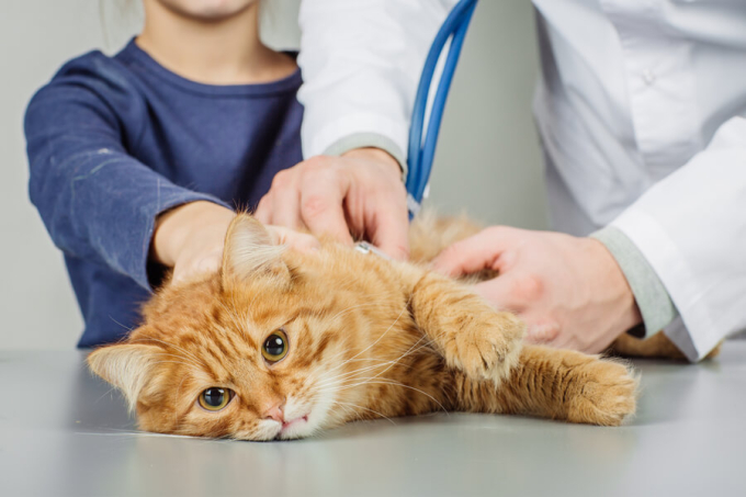kot u lekarza
