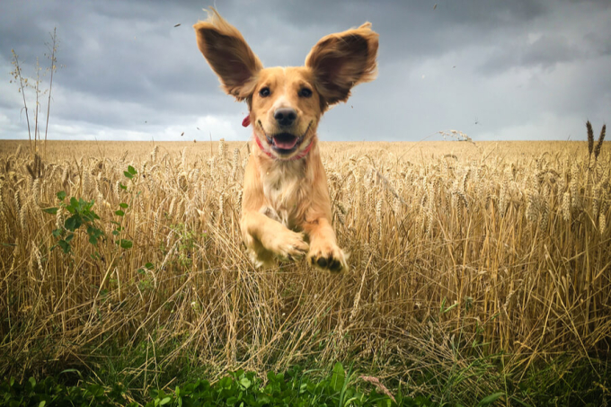 biegnący pies w polu pszenicy