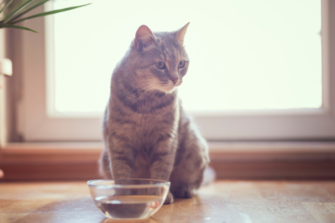 kot z miseczka wody