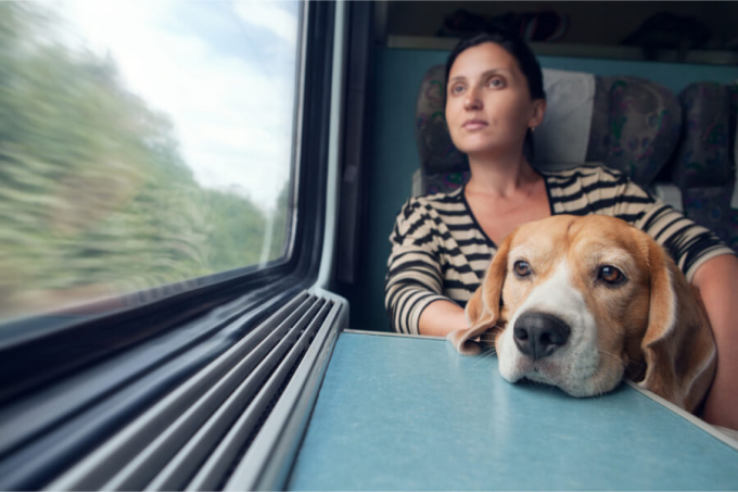 Pies w pociągu
