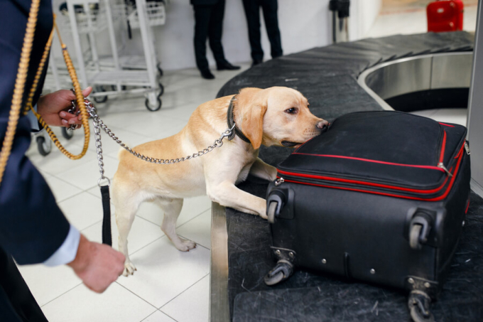 labrador wykrywa przemyt na lotnisku