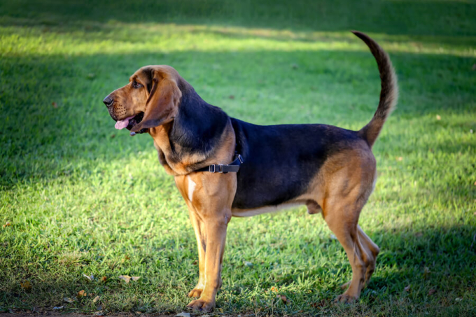 Psy z długimi uszami bloodhound