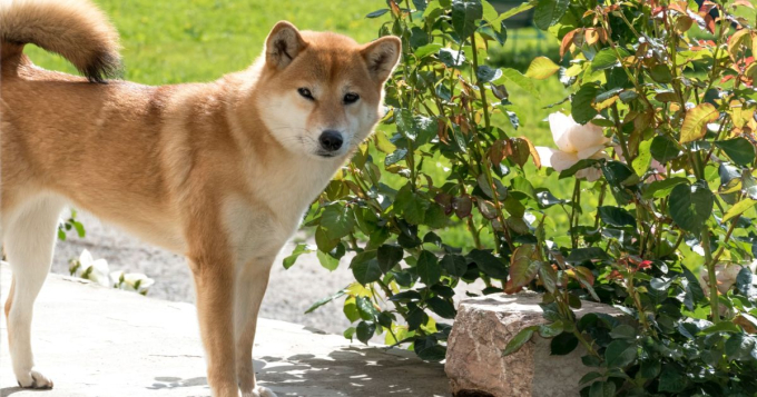 Pies w ogrodzie wśród roślin