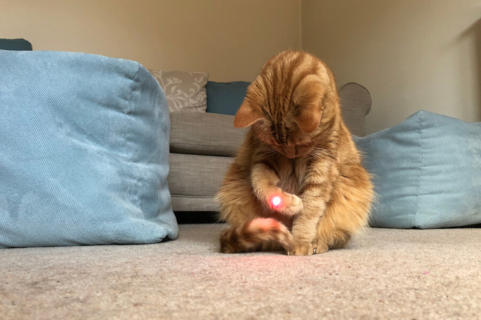 laser dla kota