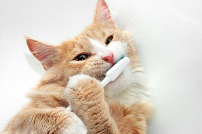 kot myje zęby