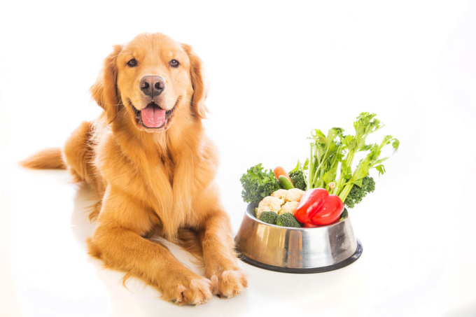 warzywa dla psa