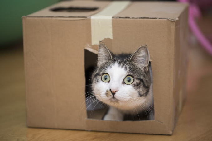 kot w kartonie z dziurami